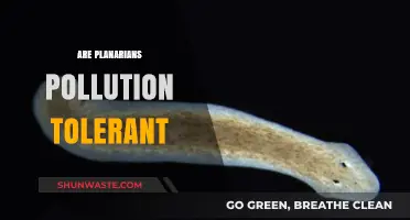 Planarians: Pollution Resilience and Tolerance Explored
