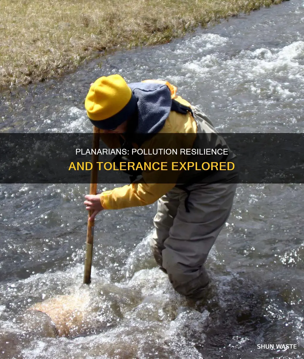 are planarians pollution tolerant