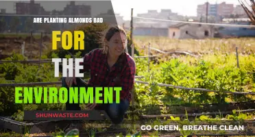 Almond Farming's Environmental Impact: Sustainable or Harmful Practice?