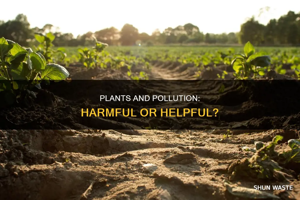 are plants affected by pollution