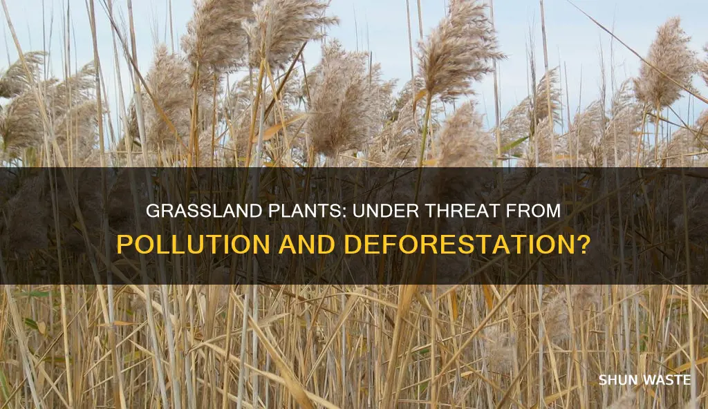 are plants currently threatened deforestation pollution in the grassland