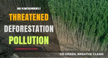 Plants Under Threat: Deforestation and Pollution's Impact