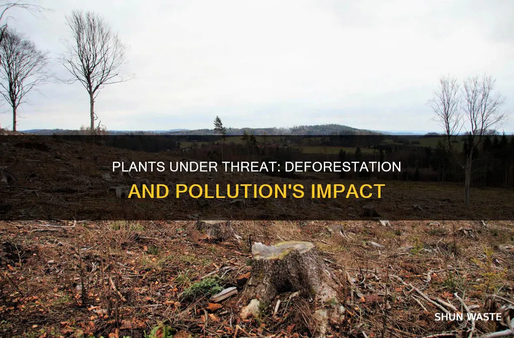 are plantscurrently threatened deforestation pollution