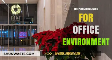 Poinsettias in the Office: Benefits, Care, and Workspace Vibes