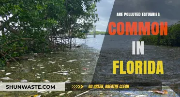 Florida's Estuaries: Polluted Paradise?