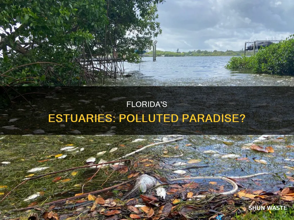 are polluted estuaries common in florida