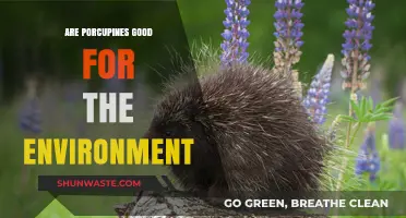 Porcupines' Role in Ecosystems: Environmental Benefits and Ecological Impact