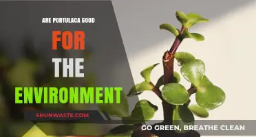 Portulaca's Eco-Friendly Benefits: How This Plant Helps the Environment