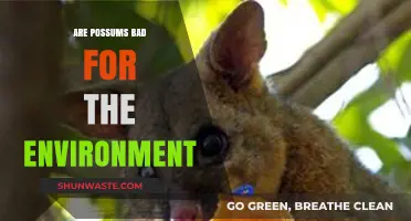 Are Possums Eco-Friendly? Unveiling Their Environmental Impact and Role