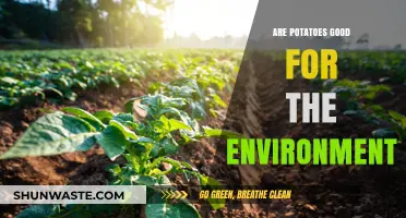 Potatoes' Eco-Friendly Impact: Sustainable Farming and Environmental Benefits Explained