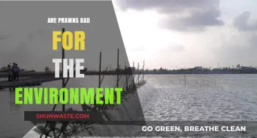 Prawn Farming's Environmental Impact: Sustainable or Harmful?
