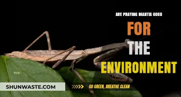 Praying Mantises: Eco-Friendly Predators or Garden Myth?