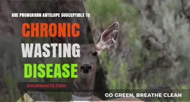 Are Pronghorn Antelope at Risk for Chronic Wasting Disease?