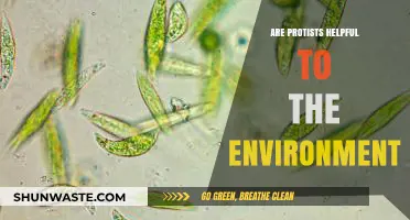 Protists' Environmental Role: Unveiling Their Surprising Ecological Benefits