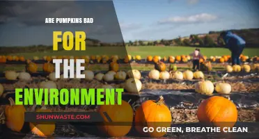 Pumpkins' Environmental Impact: Are They Harmful or Sustainable?