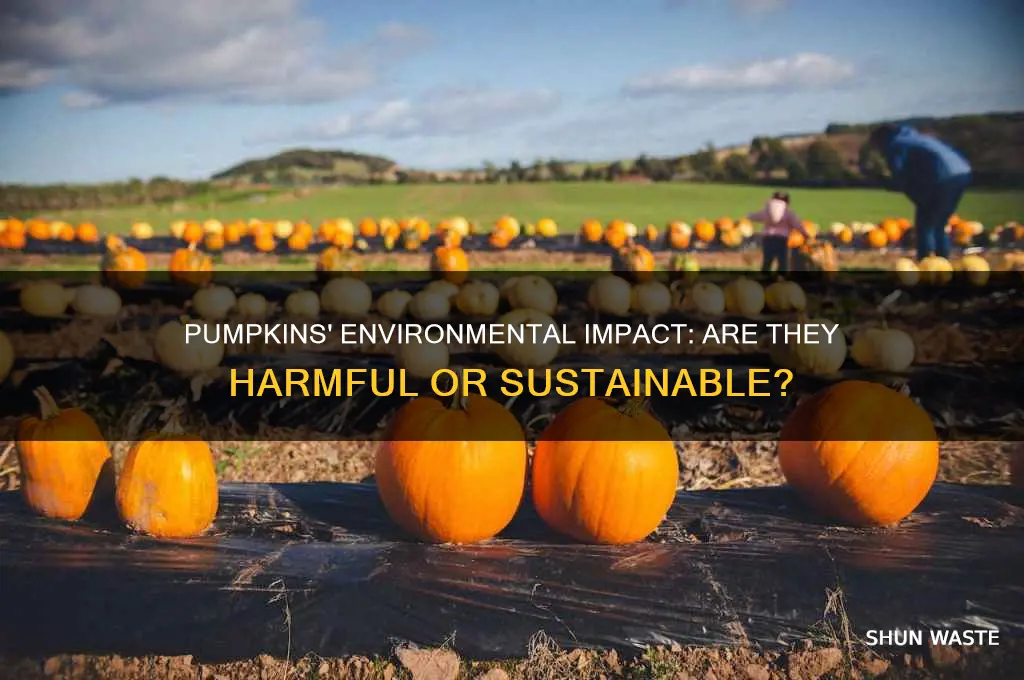 are pumpkins bad for the environment