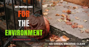 Pumpkins' Eco-Friendly Impact: Sustainable Benefits for Our Environment Explained