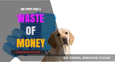 Puppy Pads: Practical Training Tool or Wasteful Expense?