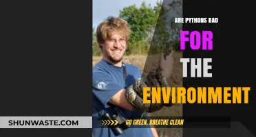 Pythons' Environmental Impact: Harmful Invaders or Misunderstood Creatures?