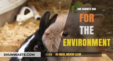 Rabbits' Environmental Impact: Are They Harmful or Harmless?