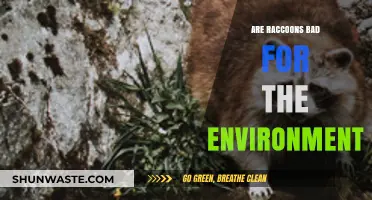 Raccoons' Environmental Impact: Are They Harmful or Helpful?