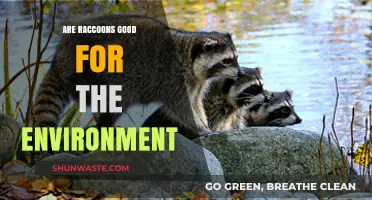 Raccoons' Environmental Impact: Beneficial or Detrimental to Ecosystems?
