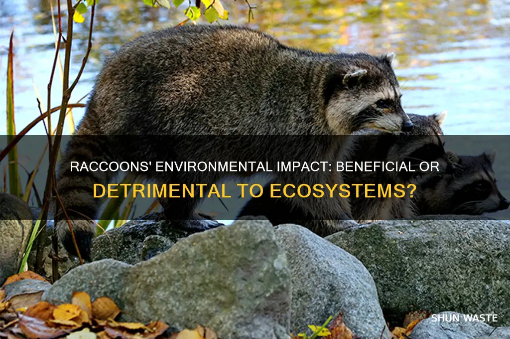 are raccoons good for the environment