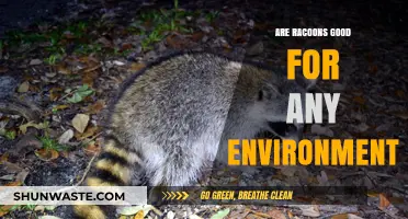Raccoons' Environmental Impact: Beneficial or Detrimental to Ecosystems?