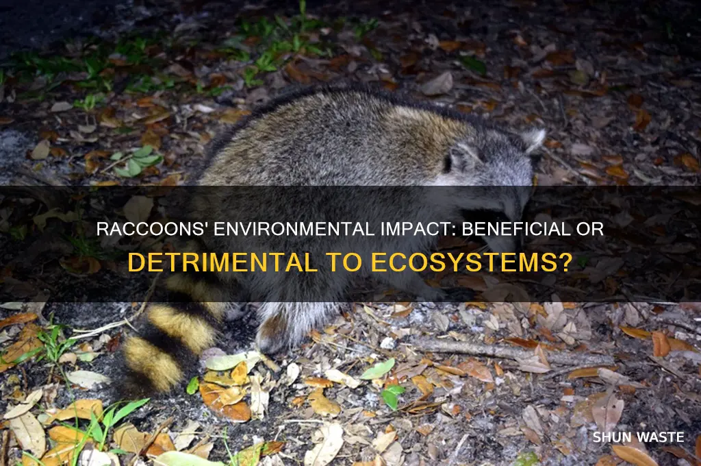 are racoons good for any environment