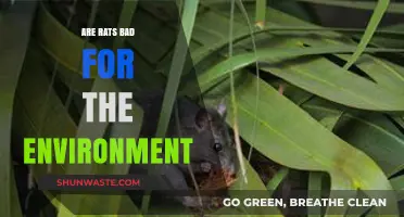 Rats' Environmental Impact: Harmful Pests or Misunderstood Creatures?