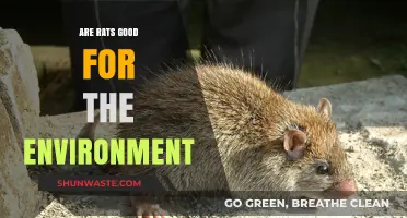Rats' Ecological Role: Beneficial or Detrimental to Our Environment?