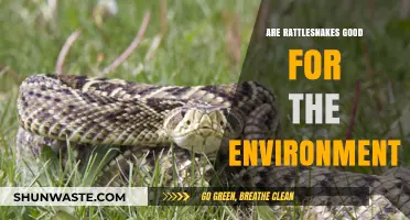Rattlesnakes' Ecological Role: Beneficial or Detrimental to the Environment?
