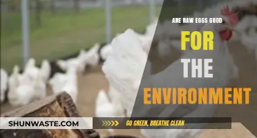 Raw Eggs vs. Environment: Sustainable Choice or Eco-Friendly Myth?