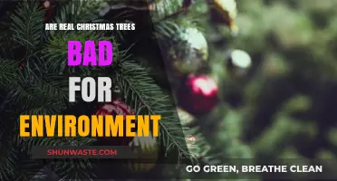 Real Christmas Trees: Eco-Friendly Choice or Environmental Concern?