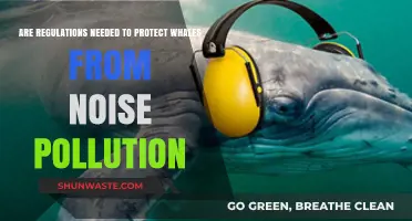 Protecting Whales: The Need for Noise Regulations