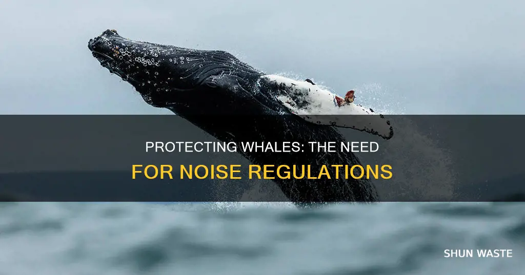 are regulations needed to protect whales from noise pollution