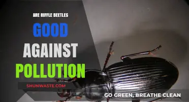 Riffle Beetles: Pollution Solution or Evolution?