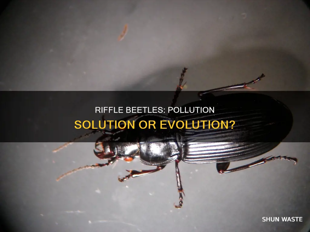 are riffle beetles good against pollution