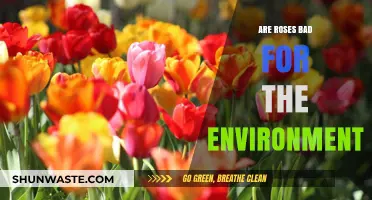 Roses and the Environment: Uncovering Their Ecological Impact and Sustainability