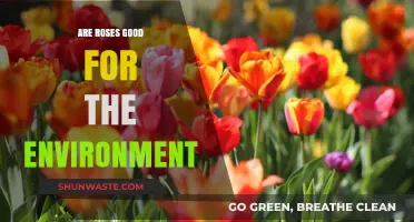 Roses and Ecology: Unveiling Their Environmental Impact and Benefits