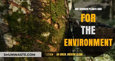 Rubber Plants and Their Environmental Impact: A Comprehensive Analysis