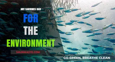 Are Sardines Eco-Friendly? Uncovering Their Environmental Impact