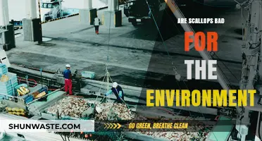 Scallops and Sustainability: Environmental Impact of Harvesting Scallops