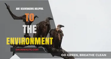 Scavengers' Role: How They Benefit and Balance Ecosystems Naturally