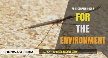 Scorpions' Ecological Role: Beneficial Predators or Environmental Pests?