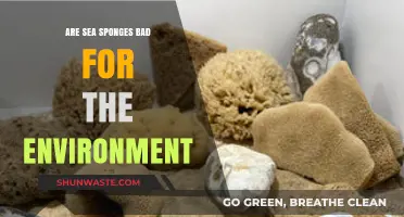 Are Sea Sponges Eco-Friendly? Environmental Impact Explained