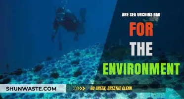 Sea Urchins' Environmental Impact: Harmful or Helpful to Ecosystems?