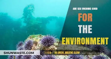 Sea Urchins' Role in Marine Ecosystems: Environmental Benefits Explained