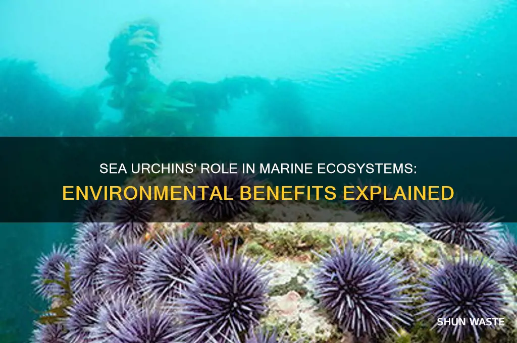 are sea urchins good for the environment