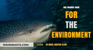 Sharks' Vital Role in Maintaining Healthy Marine Ecosystems Explained